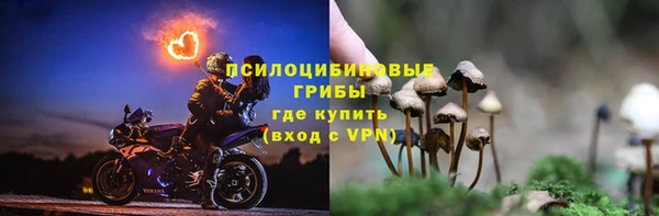 прущие грибы Новозыбков