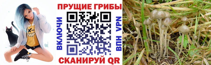 Галлюциногенные грибы MAGIC MUSHROOMS  цена наркотик  Лысково 